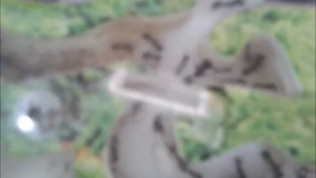 Муравьи-Жнецы встали на крыло смотреть онлайн