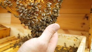 ПОЧЕМУ ПЧЁЛЫ НЕ КУСАЮТ (ЖАЛЯТ) ?