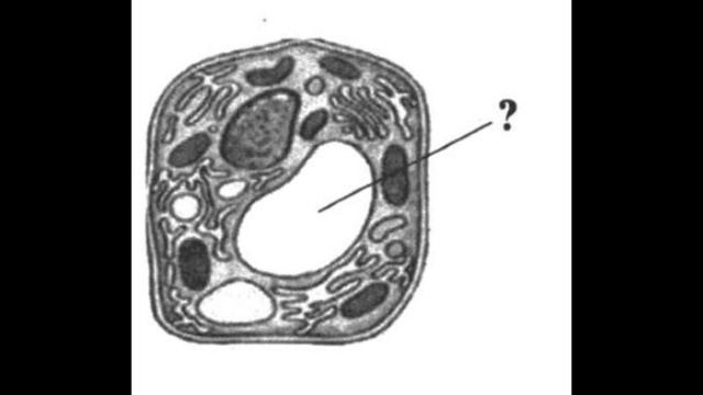 Все перечисленные признаки кроме двух используются для описания изображенной на рисунке органоида