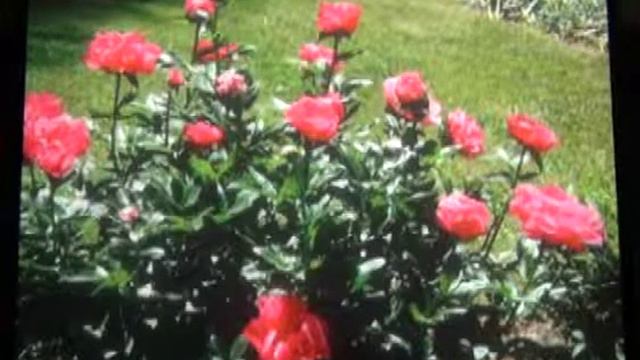 Talk on Flowers and Gardens at Sri Aurobindo Integral Yoga Retreat, South Carolina смотреть онлайн