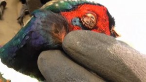 ПОЙМАЛ фазана НА ловушку из капроновой сетки! ТОП охота на фазана. Как поймать фазана в ловушку.