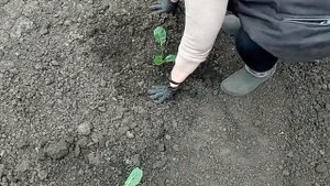 ПОЗДНЯЯ КАПУСТА  Высадка рассады в открытый грунт