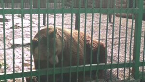 Bear , cutie, Медведь