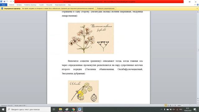 Ботаника высших растений смотреть онлайн