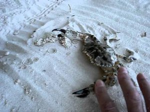 A very quiet crab on the Vilamendhoo beach, the Maldives.