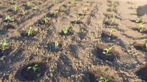 Как можно оформить малинник в саду