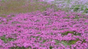 [オルガンライフ]Phlox subulata at Chausuyama