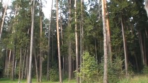 Николина Гора