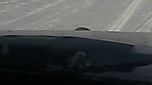 Бешеный енот / Raging raccoon