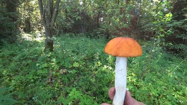 По грибы в лес 28 июля 2023 1ч много красных смотреть онлайн