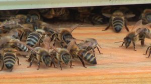 Профессор Кашковский: Как бакфаст передает ХПП?