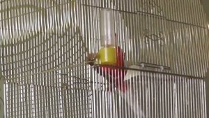 Попугай розелла не всегда поет Часто он просто орет