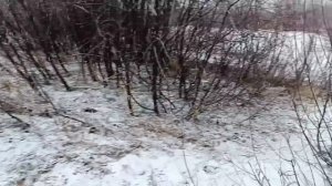 Будни Олега. Вернулся с тайги. Идёт сырой снег. Поход к реке.