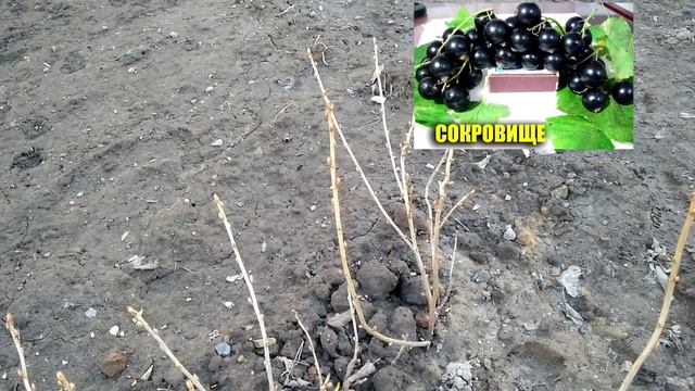 САЖЕНЦЫ СМОРОДИНЫ НА ПРОДАЖУ