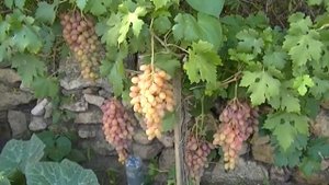 Виноград РУМБА  Первое плодоношение