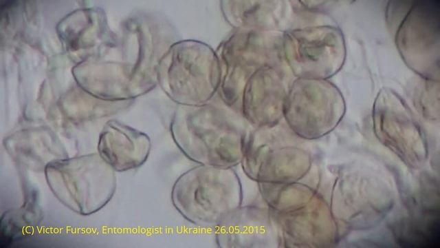 Пыльца Под Микроскопом: Ландыши, Белая Акация, Гледичия: Увеличение Х 400