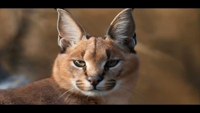 КАРАКАЛ часть 9 смотреть онлайн