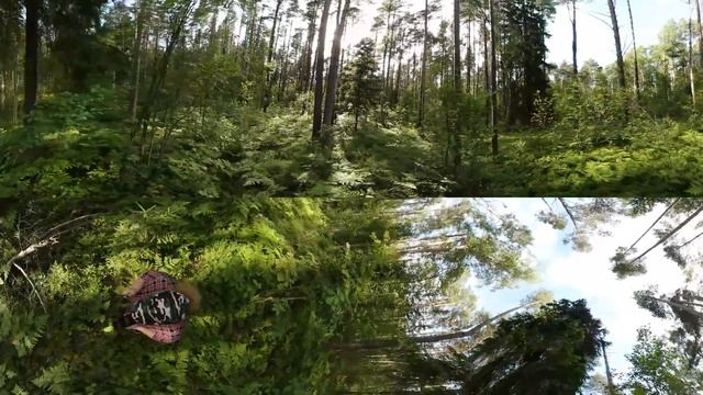 Панорамное Видео 360 VR 4K для очков виртуальной реальности Прогулка по лесу. Релакс.Samsung gear36