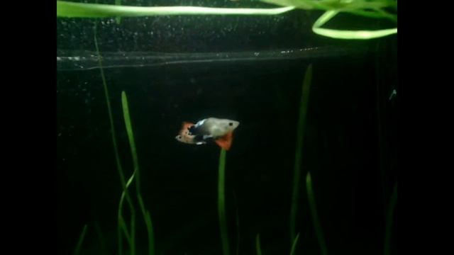 Гуппи. Аквариумные рыбки гуппи. смотреть онлайн