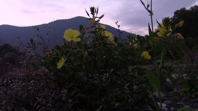 30_06_2017_Ночная Дива_ЭНОТЕРА МИССУРИЙСКАЯ_ПЛАСТУНКА_СОЧИ.mp4 смотреть онлайн