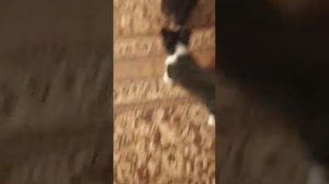 Щенки "королевских" корги.