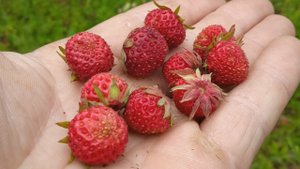 Клубника нынче на вес золота. Зарабатываю на клубнике. Сбор дикоросов.