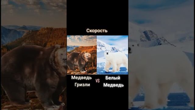 (СРАВНЕНИЯ) МЕДВЕДЬ ГРИЗЛИ VS  БЕЛЫЙ МЕДВЕДЬ (ПЕРЕЗАЛИВ)