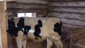 Сколько заработали с продажи мяса от двух поросят.Рентабельность в свиноводстве#свиньи #поросята.