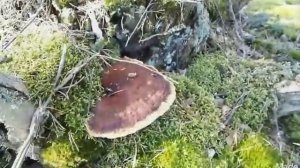 Как растут белые грибы в лесу.