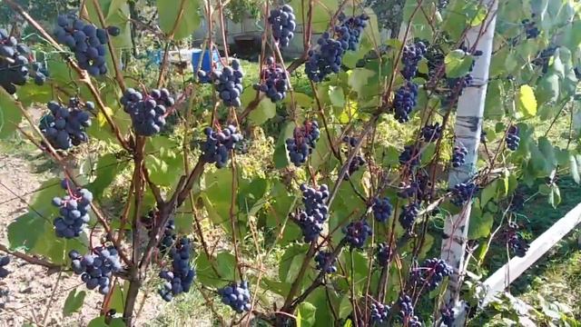 Начало созревания лозы виноград Подмосковья смотреть онлайн