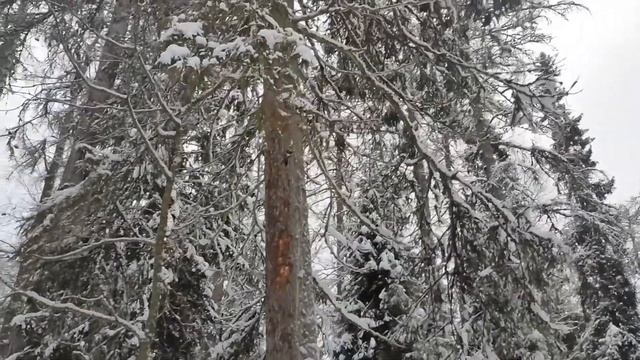 ЛИНДУЛОВСКАЯ РОЩА. ЭКОЛОГИЧЕСКИЙ МАРШРУТ
