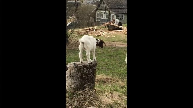 ПОЧЕМУ  КОЗЛЕНОК НЕ  РАД БАССЕЙНУ? смотреть онлайн