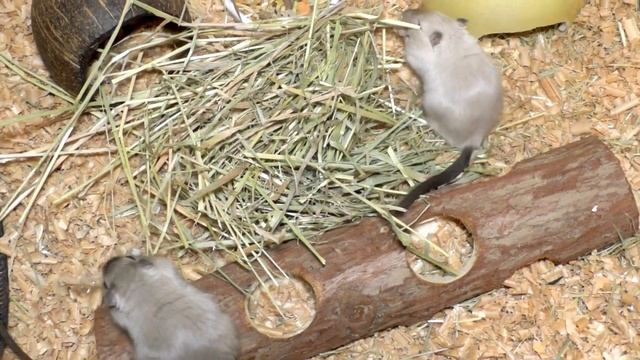 Песчанки - уход и содержание. Как ухаживать за песчанкой в домашних условиях. Все о песчанках