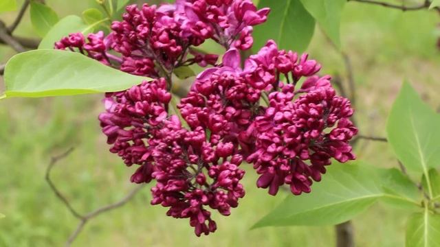 Сирень Массена смотреть онлайн