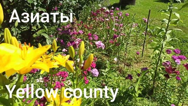 Лилии мартагоны, азиатские, лилия Генри и саранка. смотреть онлайн