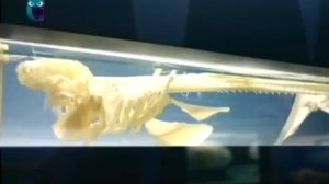Акулы - загадочные существа! В скелете акулы нет костей, а кровь как вода!