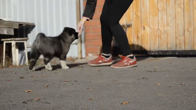 Female akita american. Empress Fike Tiffany💠 2months смотреть онлайн
