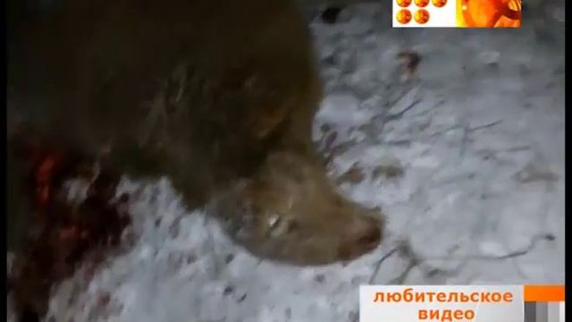 Лишился отары овец смотреть онлайн