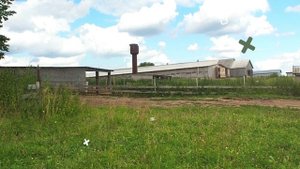 Чистопородные романовские овцы из «Юрьевского»