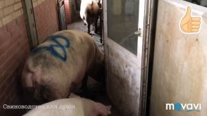 Кормление супоросных свиноматок/перегон в родильное отделение!