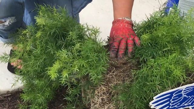 Asparagus Fern Splitting смотреть онлайн