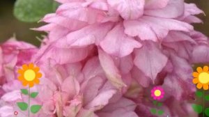 Клематис гибридный Innocent Glance. Краткий обзор, описание характеристик