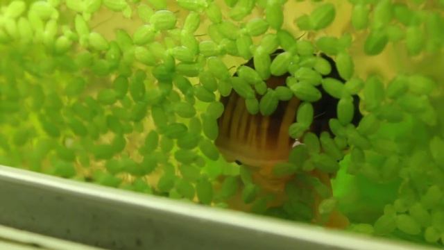 Ампулярия ест ряску в аквариуме смотреть онлайн