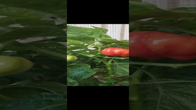 Самый яркий аромат острого перца Хабанеро