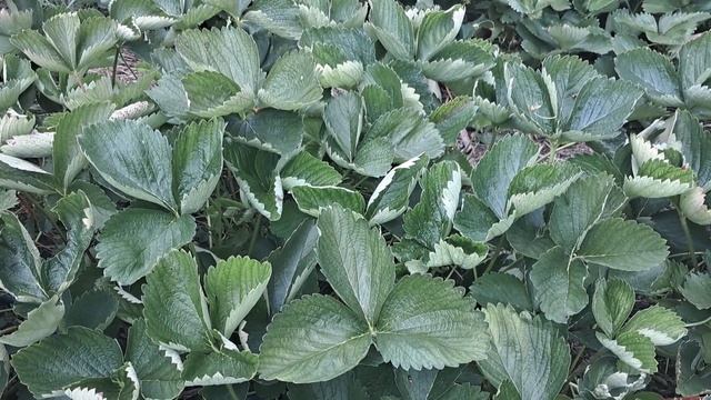 ВОТ ЧТО МОЖНО ПОСАДИТЬ НА ГРЯДКЕ ОСЕНЬЮ В СЕНТЯБРЕ ОКТЯБРЕ. УВЕЛИЧИВАЕМ УРОЖАЙ ОГОРОДА. ЭНЦИКЛОПЕДИ смотреть онлайн