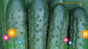 Огурец партенокарпический Фокус. Краткий обзор, описание характеристик cucumis sativus