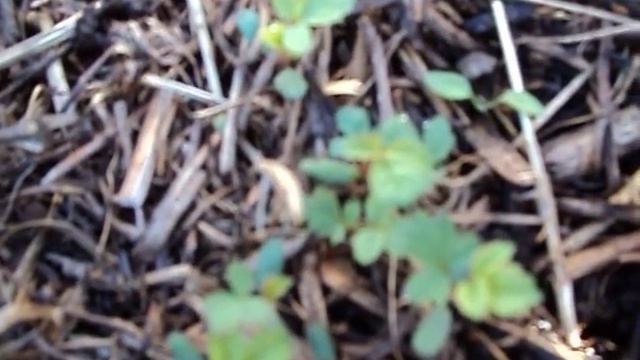 мои самые первые сеянцы шиповника, очень легко , у вас тоже получится смотреть онлайн