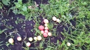 Яблони в Башкирии осень 2019 года. Яблоки башкирские.  Яблоневый рай