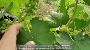 3. Налив ягод винограда на моём участке. Алтайский край, Сибирь. 28 июля 2022 года.