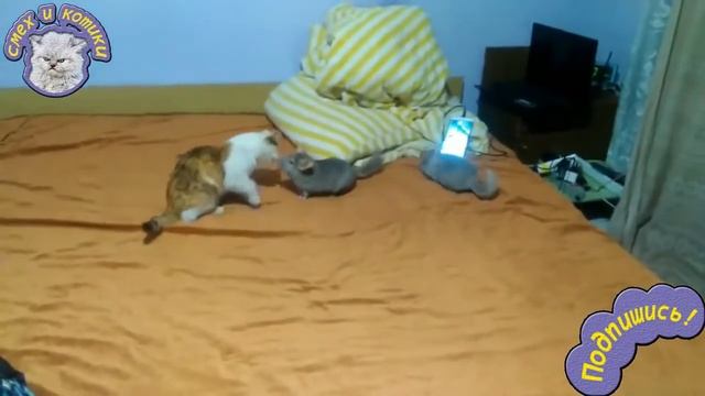 Коты и шиншиллы смотреть онлайн